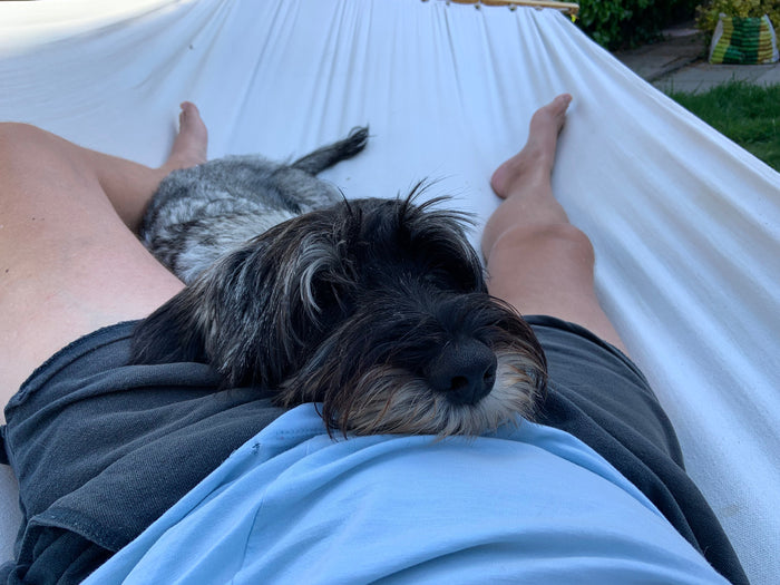 Pets