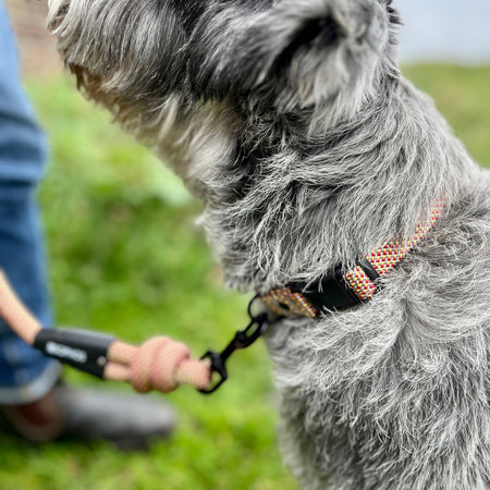 Dog on a lead, wearing a multicoloured rope design collar