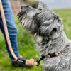 Dog on a lead attached to a rope design collar with a person holding the leash, standing on grass.