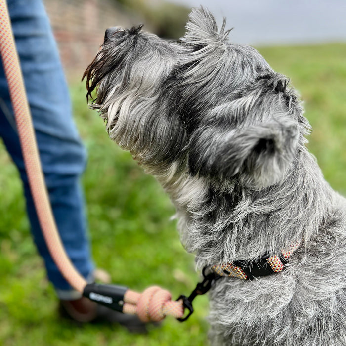 Dog on a lead attached to a rope design collar with a person holding the leash, standing on grass.